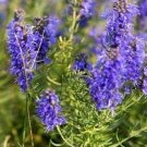 500 Hyssop HERB Seeds Fresh Garden