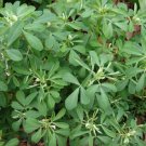 500 Fenugreek HERB Seeds Fresh Garden