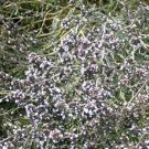 500 Savory Summer Herb Seeds Fresh Garden