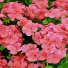 15 Geranium Film Coated MultiBloom Salmon Multi Bloom Geranium Seeds Fresh Garden