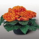 Begonia Nonstop Apricot 15 Pelleted Seeds Fresh Garden