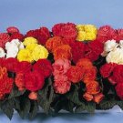 Nonstop Begonia Mocca Mix 15 Pelleted Seeds Fresh Garden