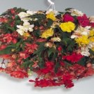 15 Begonia Illumination Mix Pelleted FLOWER illumination Seeds Fresh Garden
