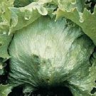 3000 Lettuce Crisphead Summertime Starts Seeds Fresh Garden