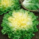 Endive Broadleaf Batavian 500 Seeds Fresh Garden