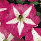 Petunia Petunia Carpet Rose Star 50 Pelleted Seeds Fresh Garden