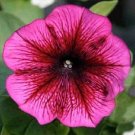 Petunia Petunia Carpet Plum 50 Pelleted Seeds Fresh Garden