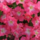 Petunia 50 Pelleted Dreams Coral Morn Seeds Fresh Garden