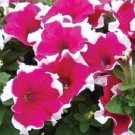 50 Pelleted Dreams Rose Picotee Petunia Seeds Fresh Garden