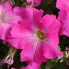50 Pelleted Dreams Fuschia Petunia Seeds Fresh Garden