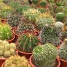 Cactus Mix Cacti 100 Seeds Fresh Garden