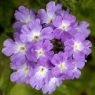 Verbena Imagination 50 FLOWERS Seeds Fresh Garden