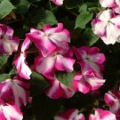 50 Impatiens Cascade Beauty Violet Star trailing FLOWER Seeds Fresh Garden