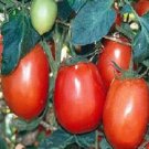 500 Tomato Rio Grande Tomato Seeds Fresh Garden
