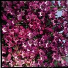 50 Penstemon Miniature Bells Flower Seeds Fresh Garden