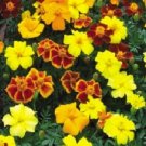 50 Marigold French Disco Mix Detailed Seeds Fresh Garden