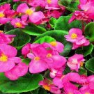 50 Pelleted Begonia Hot Tip Light Pink Seeds Fresh Garden
