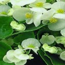 50 Pelleted Begonia Hot Tip White Seeds Fresh Garden