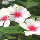 Vinca Sunsplash White With Eye 50 Seeds Fresh Garden