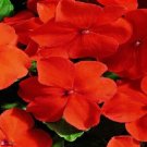 Impatiens Accent Premium Deep Orange 50 Seeds Fresh Garden