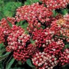 100 Butterfly Weed Carmine Rose Flower Seeds Fresh Garden
