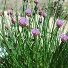 1000 Chive Spice Chives Herb Seeds Fresh Garden