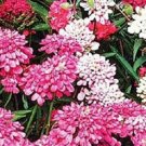 500 Candytuft Dwarf Mix Seeds Fresh Garden