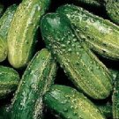 250 Wisconsin SMR 58 Pickling Cucumber Seeds Fresh Garden