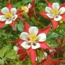 100 Columbine Crimson Star Flower Seeds Fresh Garden
