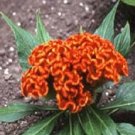 50 Cockscomb Celosia Jessica Orange Seeds Fresh Garden