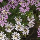 50 Candytuft Iberis Gibraltarica Seeds Fresh Garden