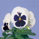 50 Pansy Majestic Giant Blue And White FLOWER Seeds Fresh Garden