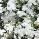 Lobelia Riviera White Multi Pelleted 50 Seeds Fresh Garden