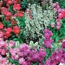 Stock Mix 100 Matthiola Incana ten week mix Flower Seeds Fresh Garden
