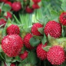 Strawberry 250 Indian Seeds Fresh Garden