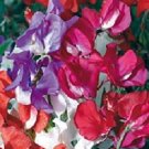 50 Sweet Pea Knee Hi Mix Sweet Pea Seeds Fresh Garden