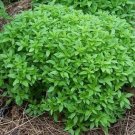 250 Basil Spicy Globe Herb Seeds Fresh Garden