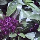250 Basil Siam Queen Herb Spicy Basil Seeds Fresh Garden