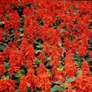 50 Salvia Sizzler Red FLOWER Salvia Seeds Fresh Garden