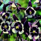 100 Columbine Aquilegie William Guinness Seeds Fresh Garden