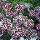 250 Dianthus Holborn Glory FLOWER Seeds Fresh Garden