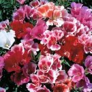 Godetia Tall Double Mix Flower 500 Seeds Fresh Garden