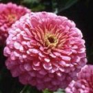 100 Zinnia Elegans Luminosa FLOWER Seeds Fresh Garden