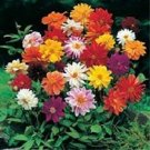 50 Dahlia Unwin Bedding Mix Flower Seeds Fresh Garden