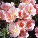 500 Godetia Sybil Grandiflora Seeds Fresh Garden