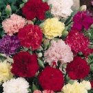 Carnation Chaband Mix Dianthus 50 Seeds Fresh Garden