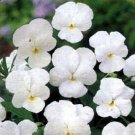 50 Pansy Crystal White Pansy FLOWER Seeds Fresh Garden