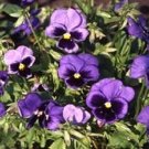50 Viola Swiss Giant Ullswater Pansy Seeds Fresh Garden