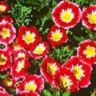 50 Morning Glory Red Ensign Dwarf Morning Glory Seeds Fresh Garden