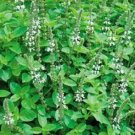 500 Sweet Marjoram Herb Marjoram Seeds Fresh Garden